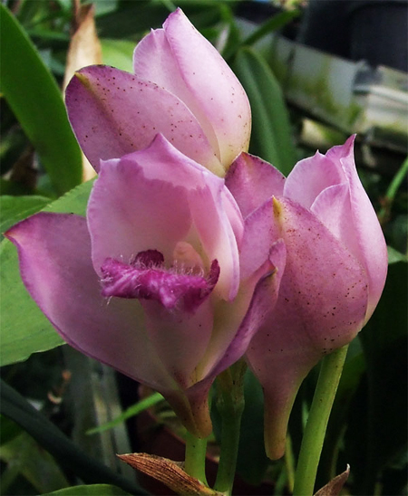 Орхидея Bifrenaria thyrianthina фото