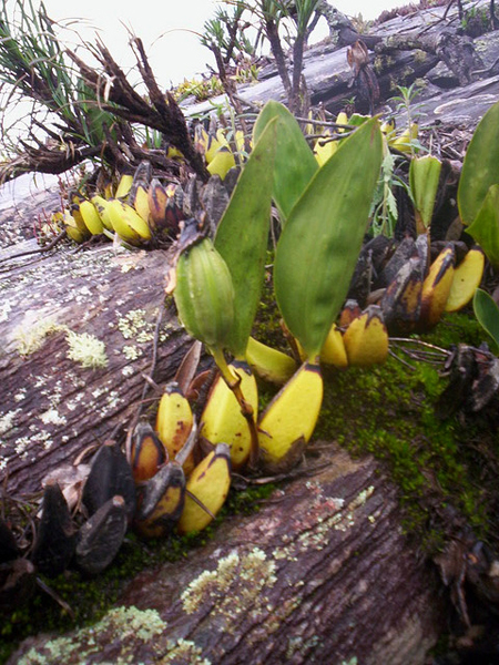 Фото орхидеи Bifrenaria thyrianthina в природе