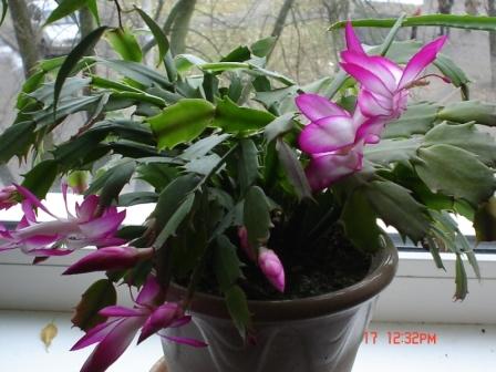 Shlumbergera.JPG