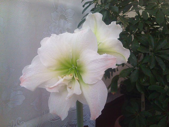 Белая Нимфа