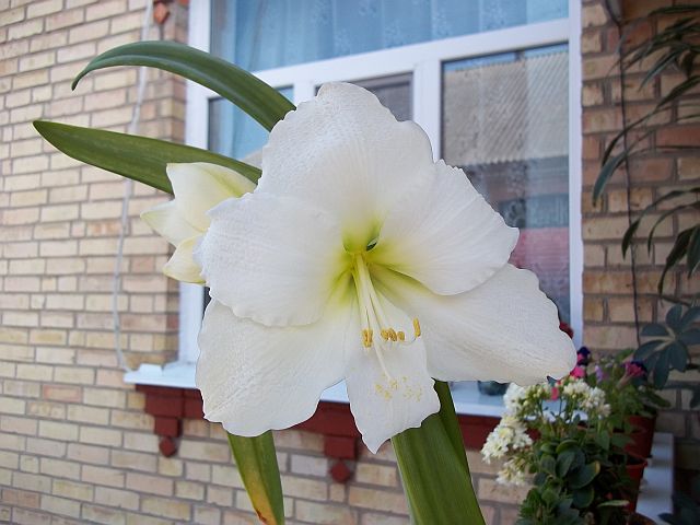 Белый крупноцветковый