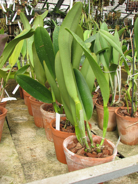 Brassolaeliocattleya Toshie Aoki 'Pizazz Subv OC'.jpg