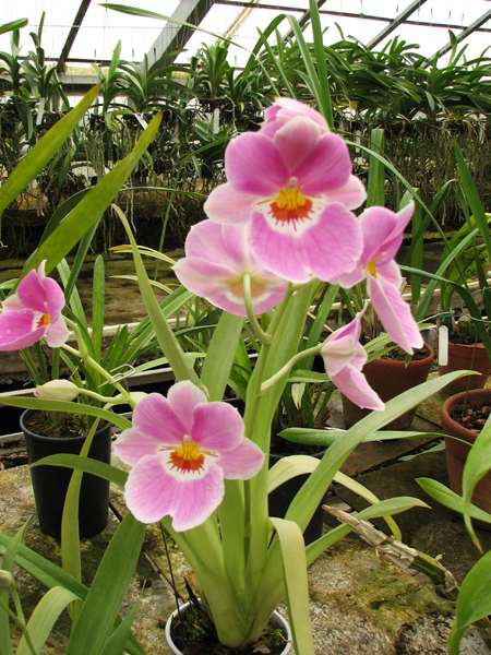 Miltoniopsis.jpg