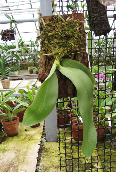 Phalaenopsis Jade Gold (gigantea x venosa 'Red').jpg
