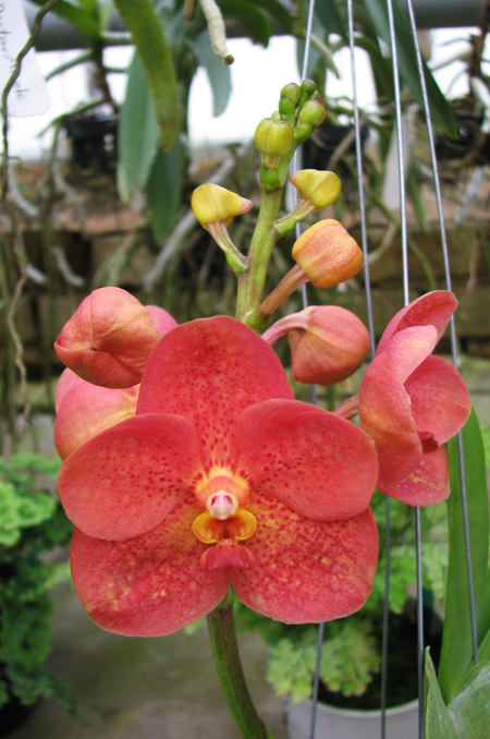 Ascocenda Phairot x Ascocenda Yip-Gua Chia Long.jpg