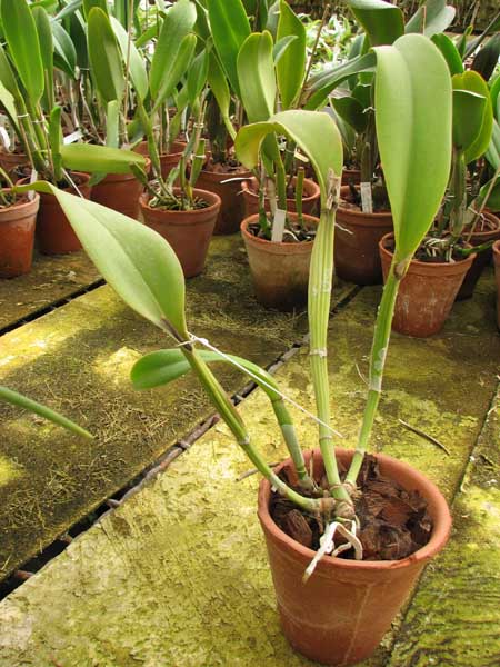 Brassolaeliocattleya Chunyeah #17.jpg