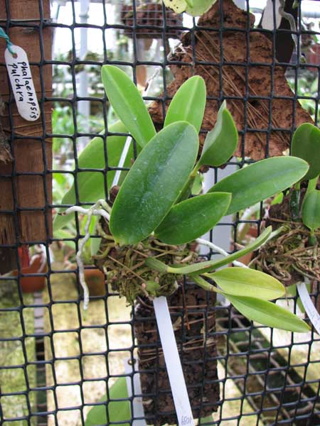 Laelia pumila amoena 'AWZ' х Laelia pumila alba 'HI'.jpg