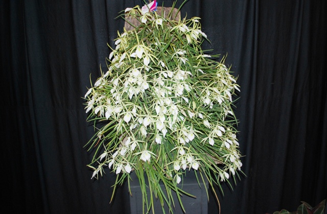 Цветение орхиди Brassavola flagellaris фото