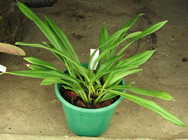 Kefersteinia graminea.jpg