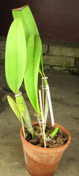 Potinara Chinderela Castle 'Evening Star' (C. Shellie Compton x Rlc.jpg