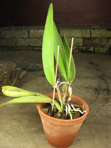 Laeliocattleya Joao Paulo Fontes x Brassolaeliocattleya Oconee Mendenhall.jpg
