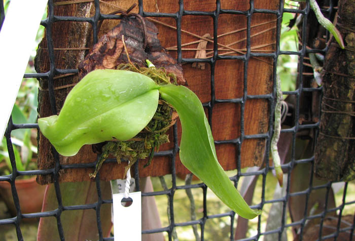 Phalaenopsis zebrina.jpg