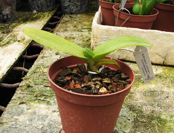 Rhynchostylis gigantea alba.jpg