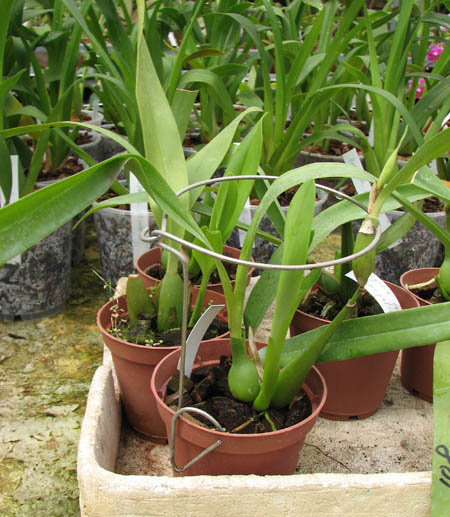 Encyclia fragrans x Encyclia cochleata.JPG