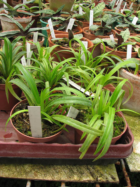 Phragmipedium pearcei x wallisii.jpg
