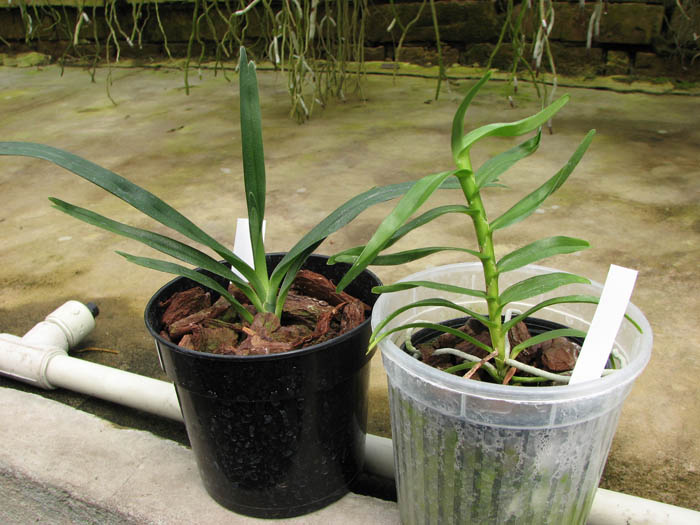 Angraecum.jpg