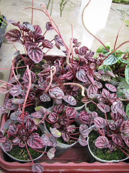 Peperomia caperata 'Nigra'.jpg