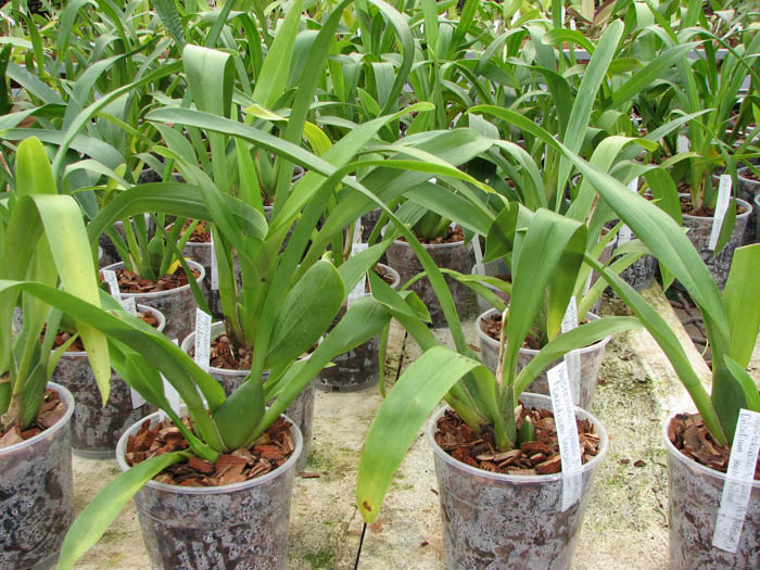 Vuylstekeara Yokara 'Perfection' x Oncidium leucochillum.jpg