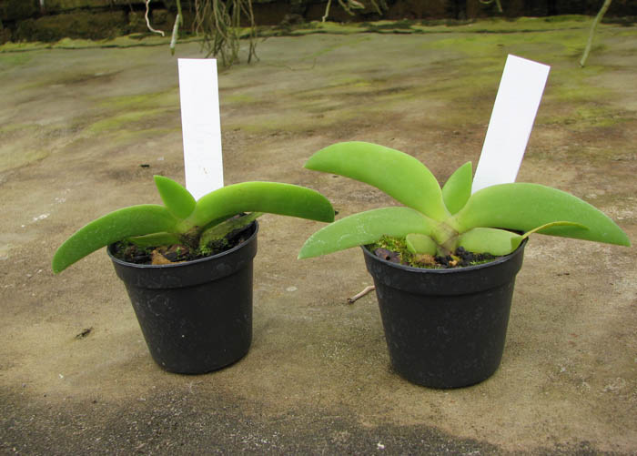 Angraecum leonis.jpg