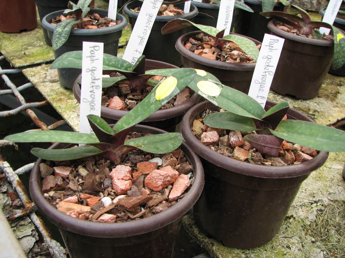 Paphiopedilum godefroyae f leucochilum.jpg