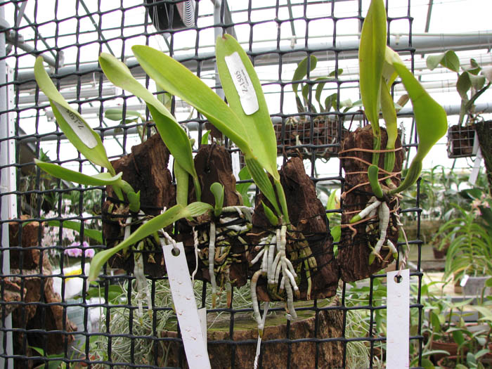 Cattleya dowiana rosea x self.jpg