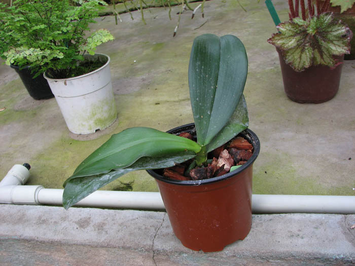 Phalaenopsis Sogo Lawrence x Phalaenopsis Kung's Red Cherry.jpg