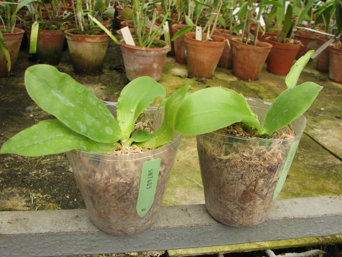 Phalaenopsis amboinensis x Phalaenopsis Penang Girl.jpg