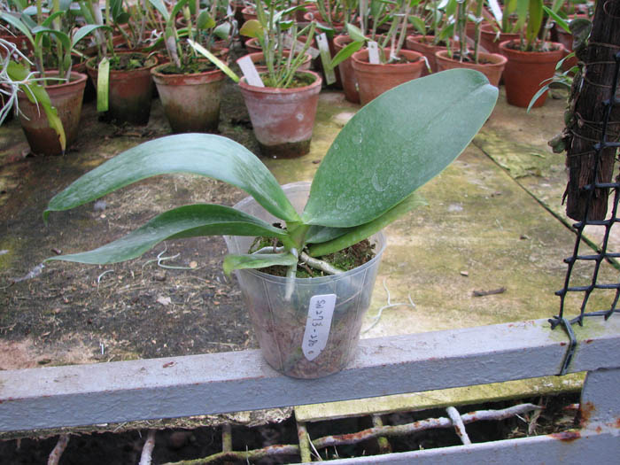 Phalaenopsis Sogo Lawrence x (Phalaenopsis Sogo Lawrence x Phalaenopsis Yungho Princess Gelb).jpg