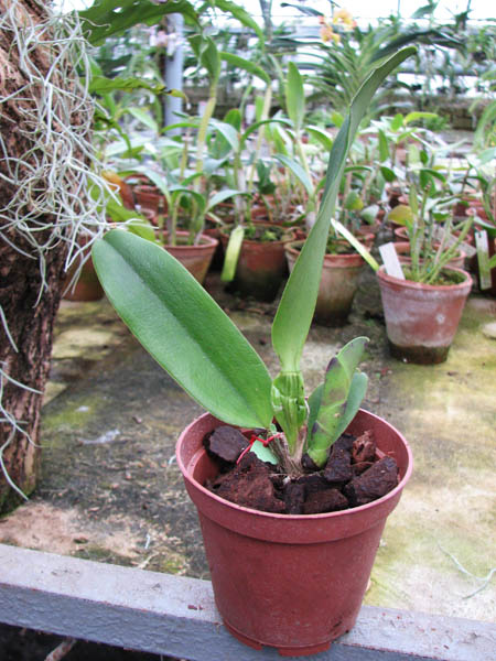 Brassolaeliocattleya Taiwan Ruby 'Magic'.jpg