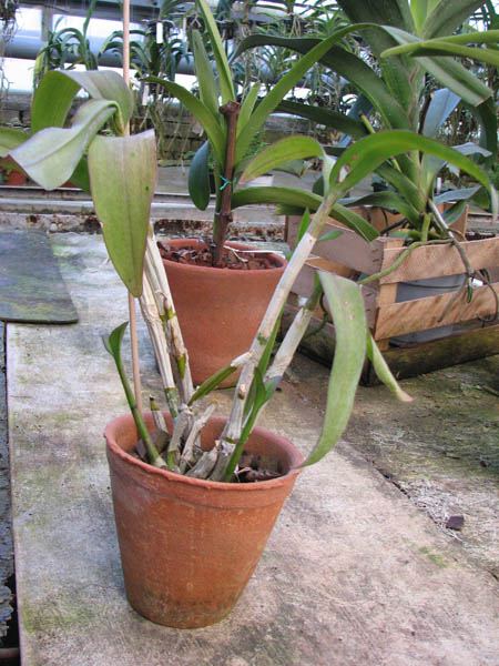 Dendrobium Burana White x White Dragon.jpg