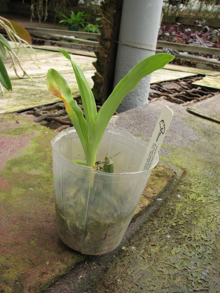 Clowesia Grace Dunn 'Chadds Ford'.jpg