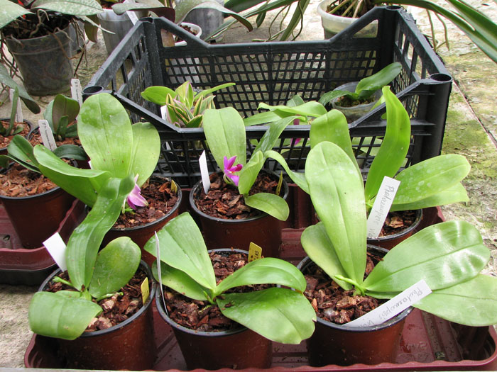 Phalaenopsis violacea.jpg
