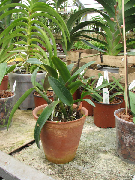 Hawkinsara Hsinying Why Not 'Long Life'.jpg