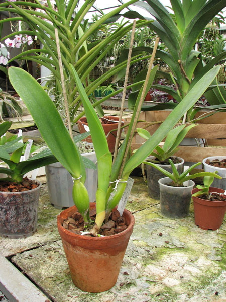 Lc C G Roebling 'Blue Indigo'.jpg