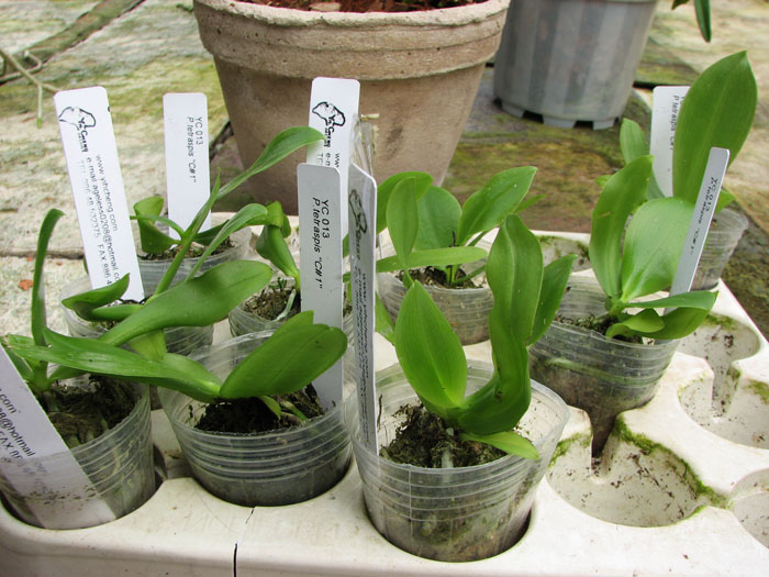 Phalaenopsis tetraspis 'C1'.jpg