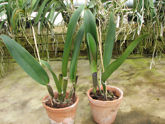 Brassolaeliocattleya Triumphal Coronation 'Seto' (Laeliocattleya Drumbeat x Brassolaeliocattleya Pamela Hetherington).jpg