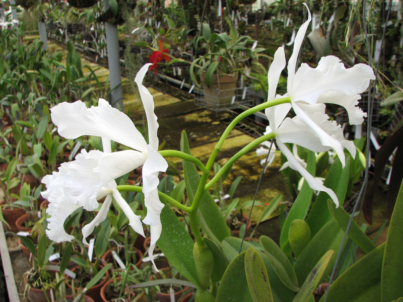 Laelia lobata alba.jpg