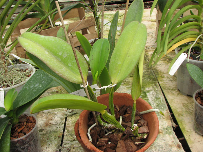 Cattleya warneri semi alba 'Geneva' x Laelia praestans alba.jpg