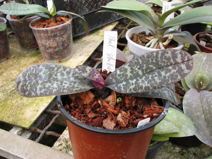 Phalaenopsis schilleriana.jpg