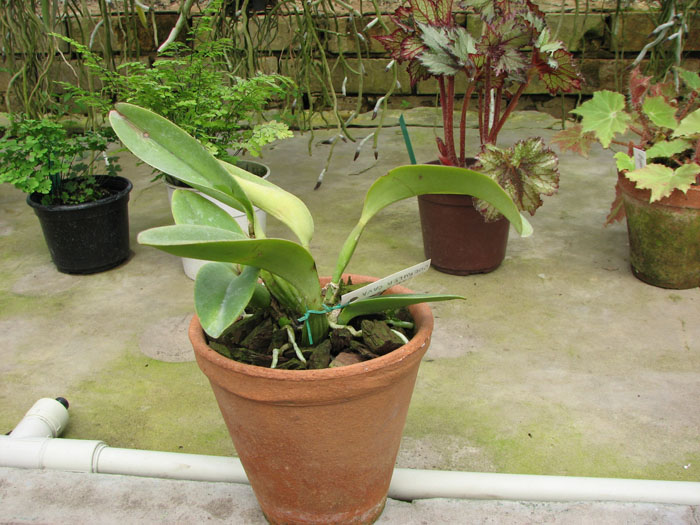 Cattleya labiata coerulea 'Cava'.jpg