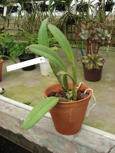 Cattleya lueddemanniana rubra x lueddemanniana escura.jpg