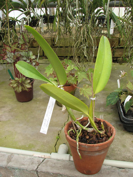 Cattleya labiata coerulea 'Bastiao' x Cattleya labiata coerulea 'Lourival'.jpg