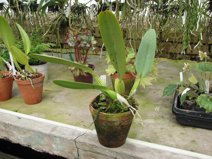 Cattleya labiata coerulea × Cattleya labiata coerulea.jpg
