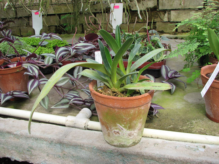 Paphiopedilum Jerry Spence (Berenice '3759A' х rothschildianum 'Nan').jpg