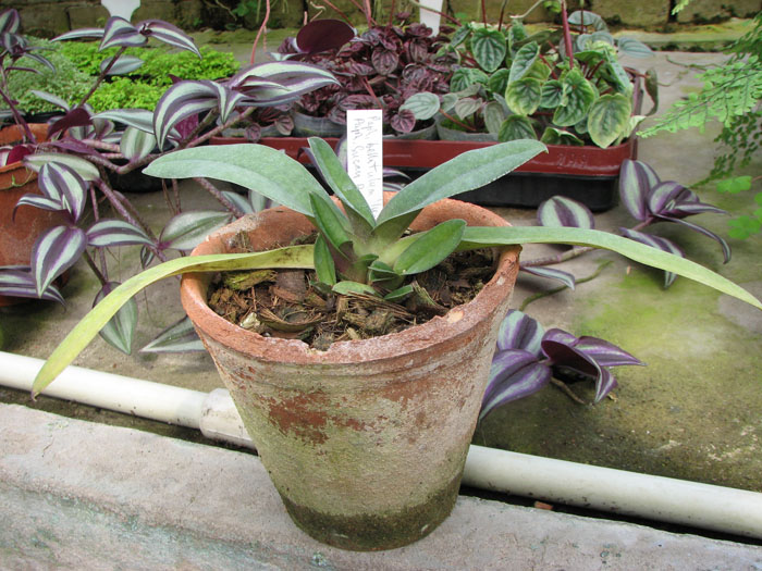 Paphiopedilum bellatulum 'In-Charm' x Paphiopedilum Susan Booth 'In-Charm’.jpg