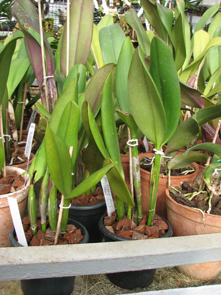 Brassolaeliocattleya Orange Show 'Cloud Forest'.jpg