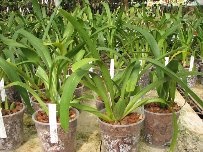 Vuylstekeara Yokara 'Perfection' x Oncidium leucochillum.jpg