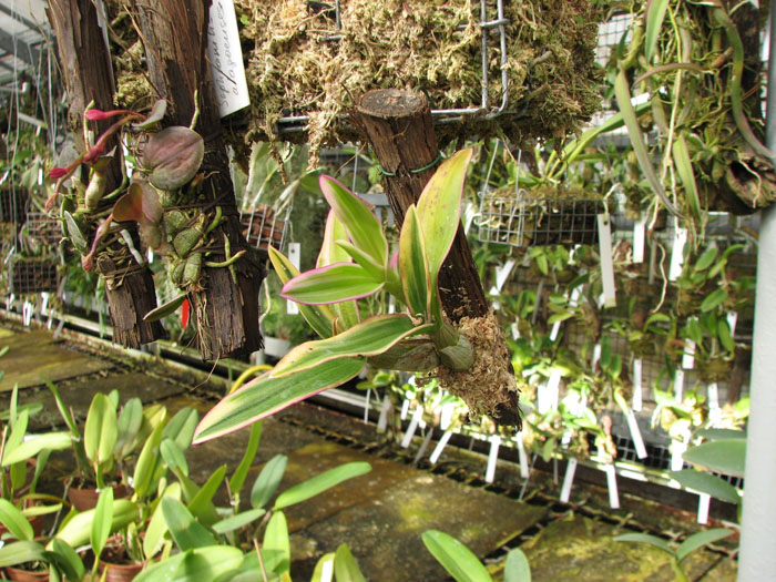 Dendrobium phalaenopsis mini 'Variegated leaf'.jpg