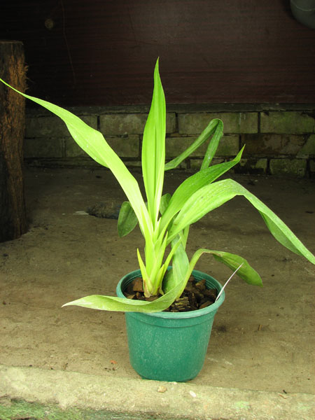 Zygopetalum 'Rhein Moonlight'.jpg