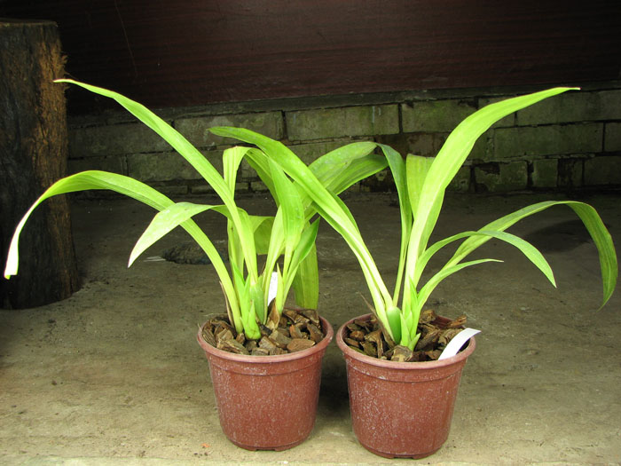 Zygopetalum Barbel Hohn.jpg